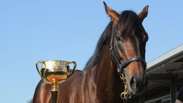 Looking ahead ... Mongolian Khan poses with the Melbourne Cup.