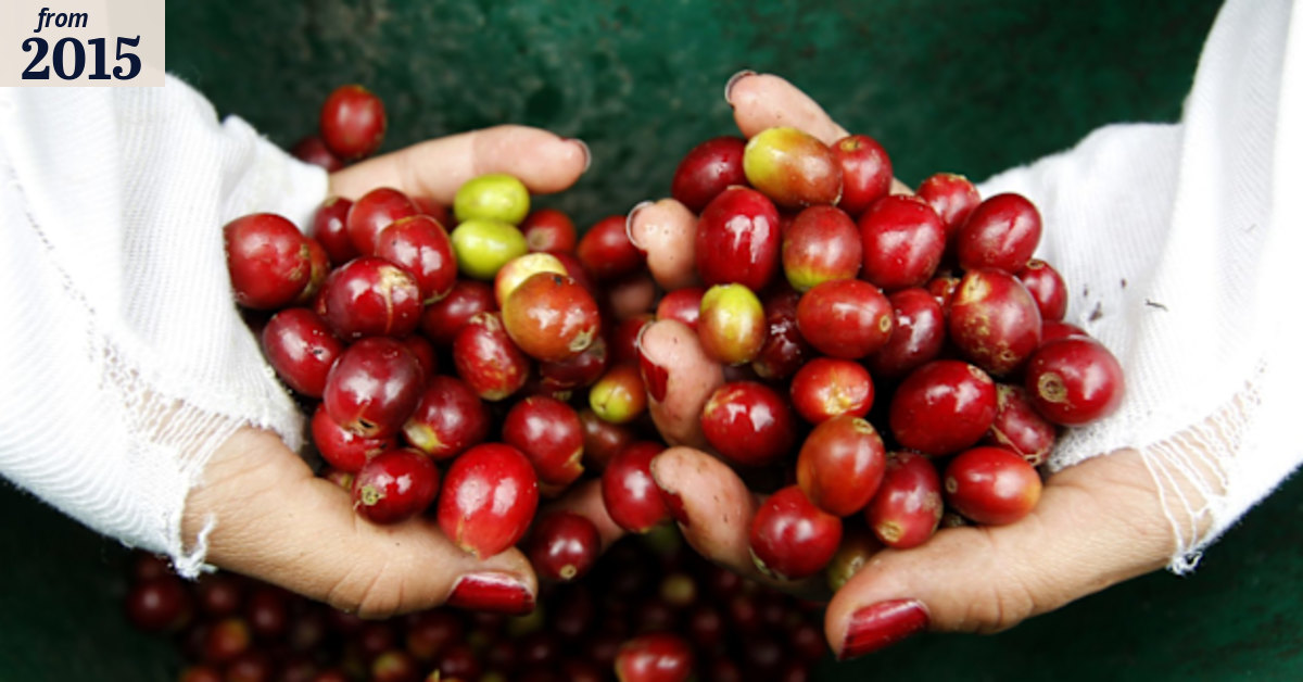 Labour shortage limits Colombian coffee crops as beans go unpicked