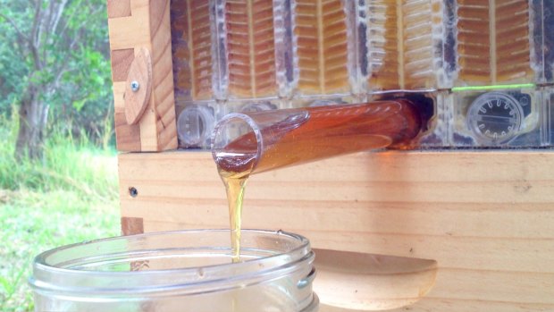 The Flow Hive taps into the hive and drains honey, without having to stress out the bees.