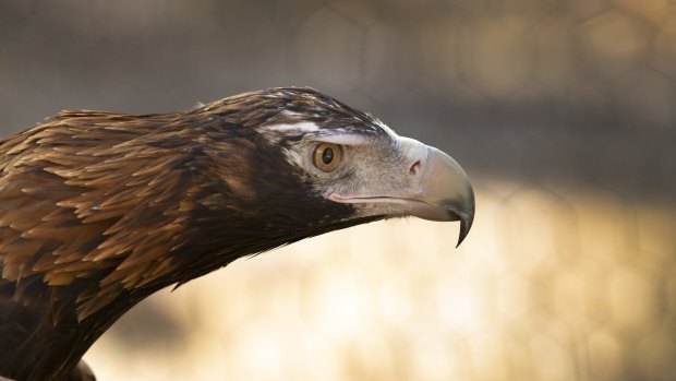 Vigilant: A wedge-tailed eagle.