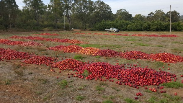 Roleystone grower Peter Casotti has had to dump 30 tonnes of nectarines amid claims Coles looks to the eastern states for product.