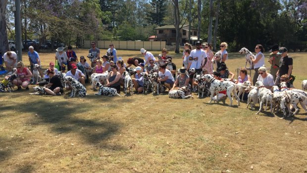 About 80 Dalmatians gathered for the inaugural Dally Day Out.