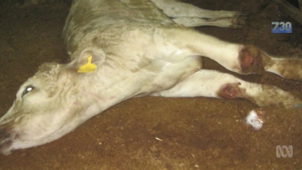 Shocking footage taken by Dr Simpson of the suffering in the live cattle export trade.
