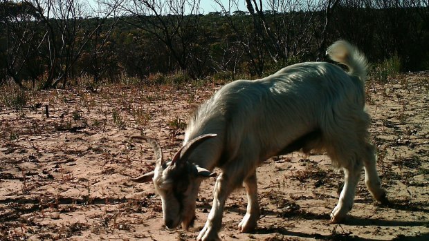 There are estimated more than 8,000 feral goats in the Murray Sunset National Park.