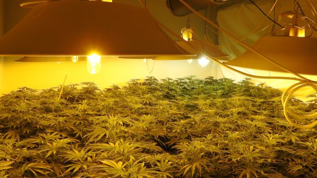 An estimated 1500 grow houses operate across Victoria. 