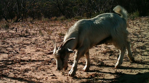 Goats have become a common sight in Kambalda.