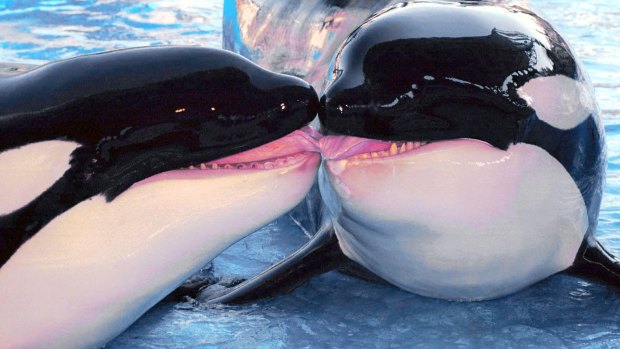 Complex behaviour: Shamu and Namu, two killer whales at SeaWorld Orlando in 2000.