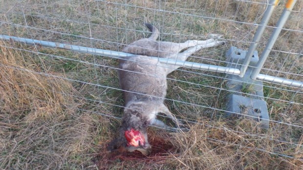 A dead kangaroo found at Gungaderra Grasslands in Crace