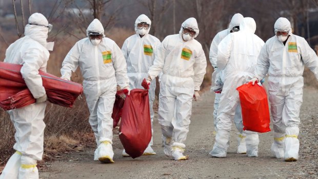 Health officials wearing protective suits carry a sack containing killed chickens after they were slaughtered at a chicken farm where a suspected case of bird flu was reported in Incheon, South Korea.