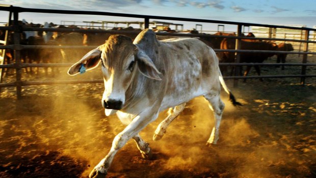 Grazing Brahman beef cattle on a Northern Territory cattle station may become just one of many economic pursuits in the region, if the White Paper proposals are implemented.  