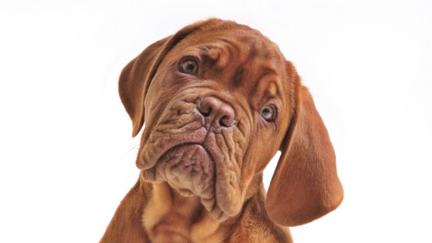 New research has shown that dogs use vocal and facial cues to understand human emotions. 
