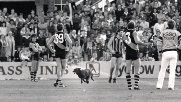 An omen? A black dog stops play between Hawthorn and Richmond during a match at Princes Park in 1986.

