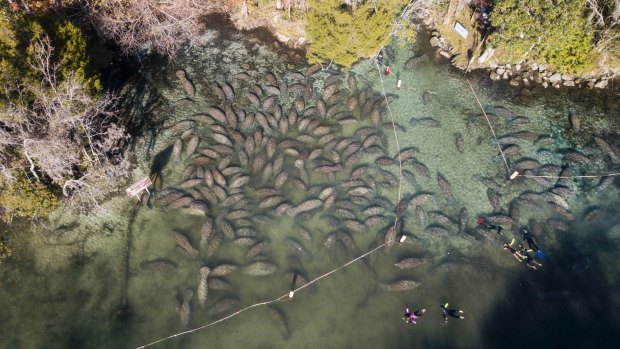 Manatees, or sea cows, huddle up at the Three Sisters Springs in Crystal River, Florida, to stay warm on Thursday.
