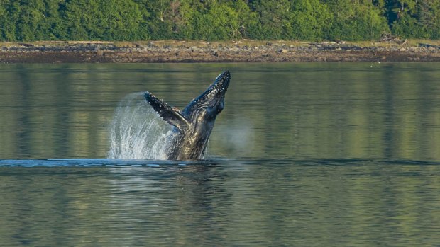 A whale breaches in LeConte Fjord near Petersburg.