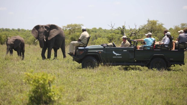 Elephants on Ngala Safari Lodge game drive.