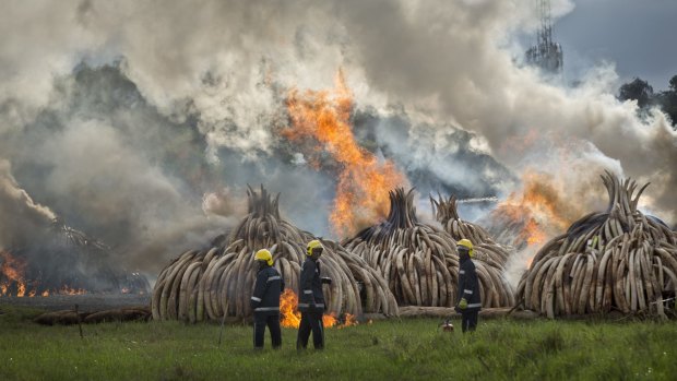 Firemen stand by at the ready as pyres of ivory are set on fire in Nairobi National Park, in Kenya.