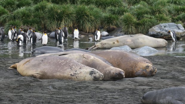 Eventually, those gorgeous elephant seal pups will look like this.