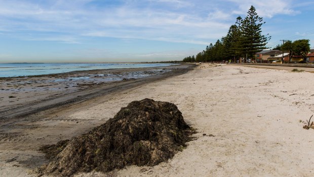 Altona smells strongly of seaweed - a salty, slightly fishy scent.