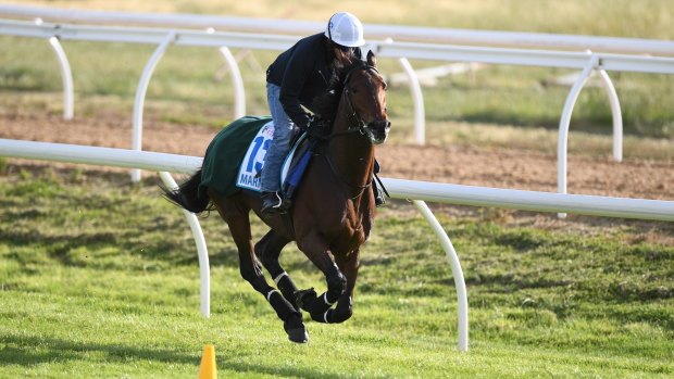 Full flight: Melbourne Cup favourite Marmelo in training at Werribee racecourse on Sunday.