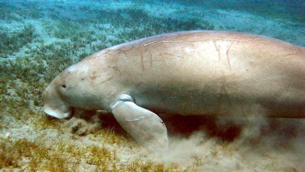A dugong feeding on sea grass in Moreton Bay, Queensland.
