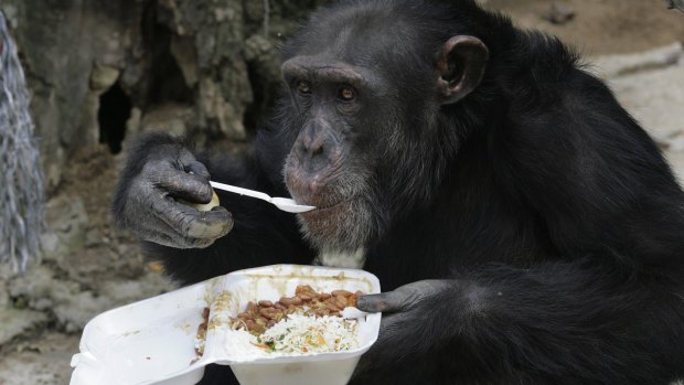 A chimpanzee eats its lunch using a spoon at an animal refugee centre,.in a file picture.