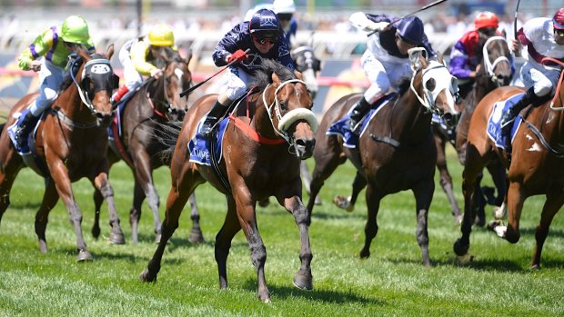 Zoustar wins the 2013 Coolmore Stud Stakes at Flemington. The young stallion has 46 lots catalogued for the Magic Millions Gold Coast Yearling Sale.