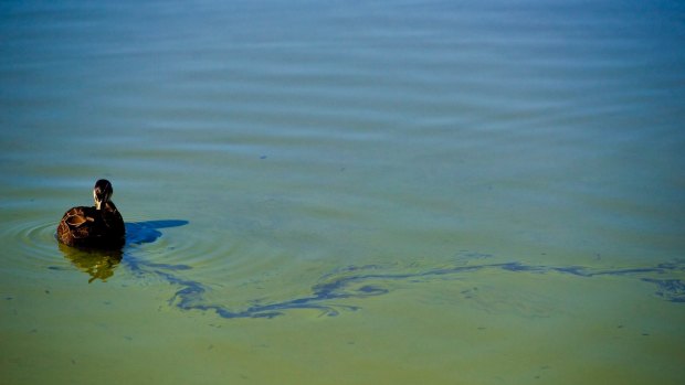 Blue-green algae bloom on Lake Tuggeranong. 