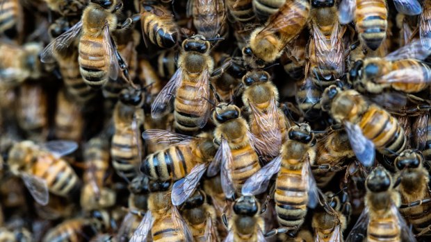Allergies to bee venom can have deadly consequences. 