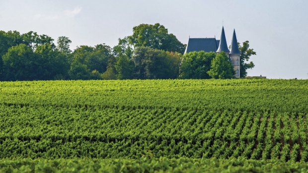 Medoc's beautiful vineyards.