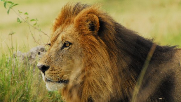 African lions give up the hunt if they think their prey has spotted them.