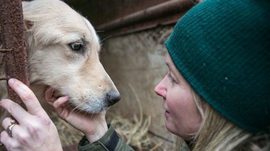 Kelly O'Meara, senior director of HSI Companion Animals and Engagement, pets Mia in a cage at Mr Kim's dog meat farm in Namyangju, South Korea.