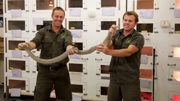 The snake, dubbed Gigantor is two metres lone and weighs two kilograms. 