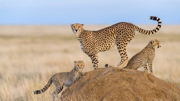 A cheetah with cubs.