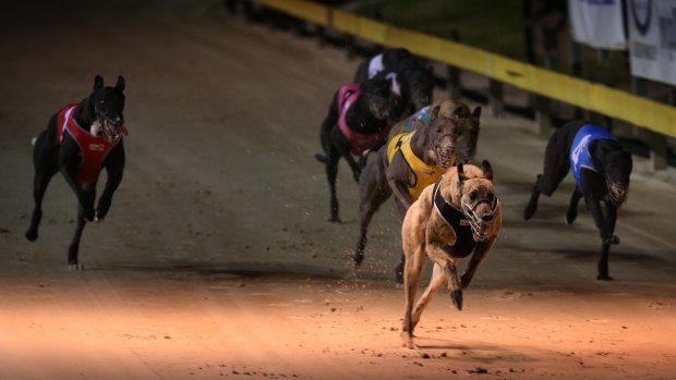 Following the rally against the greyhound racing ban at Hyde Spark in Sydney,a petition with 25,000 signatures will be presented to NSW Opposition Leader Luke Foley.