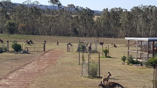 Kangaroos show up on the Flemings' property in Heathcote in large numbers. "There's always plenty around," Wendy Fleming says.