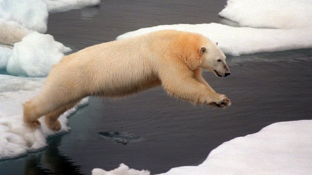 Polar bears in white fur coats insist they need floating ice to survive.