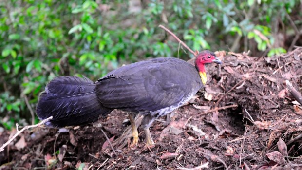 Brush turkeys can inspire considerable animosity in the Sydney gardener.