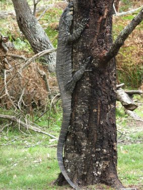 Have you seen a lace monitor bigger than this one near Tathra?
