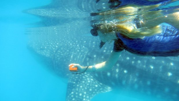 Swimming with the whale sharks is a highlight of any visit to Baja California.
