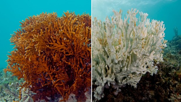 A fire coral in Bermuda. The one on the left is a healthy fire coral, while the one on the right is completely bleached.