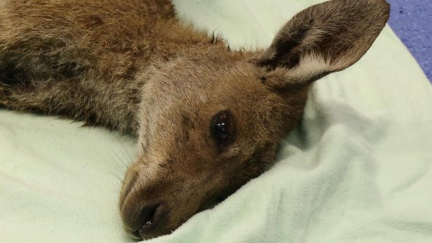 This pregnant kangaroo was shot with a bow and arrow and later died on January 29.