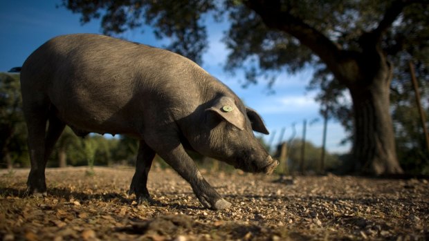 Jamon iberico comes from the long-cured back leg of the Iberian black-footed pig.