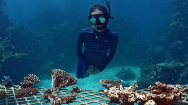 Coral recovery at the Great Barrier Reef: Tour operators doing their bit