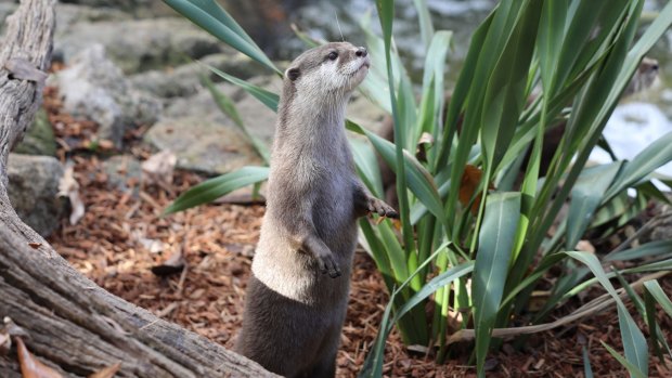 The National Zoo and Aquarium has this week welcomed three Asian small-clawed otters.