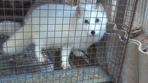 A fox is confined to a wire cage for the whole of its short life at a fur farm.