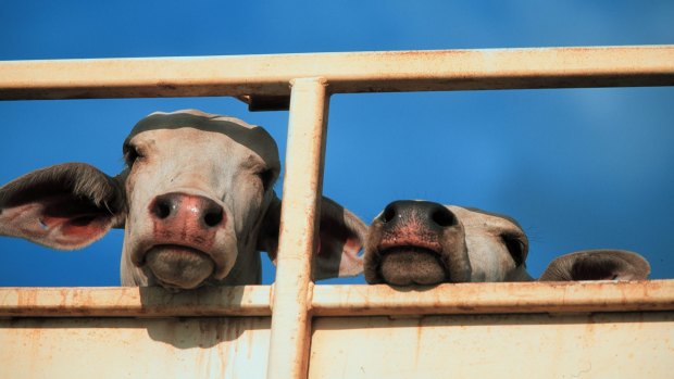 There are calls to ban cattle being shipped across Bass Strait following the deaths of 59 animals