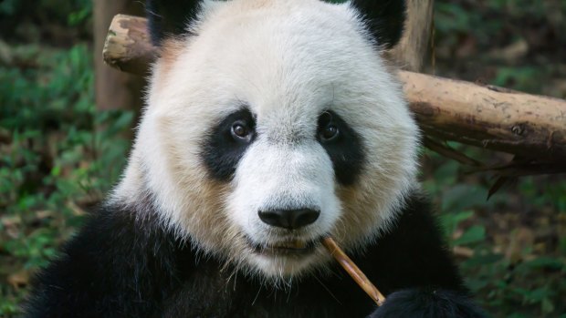 Giant panda eating bamboo.