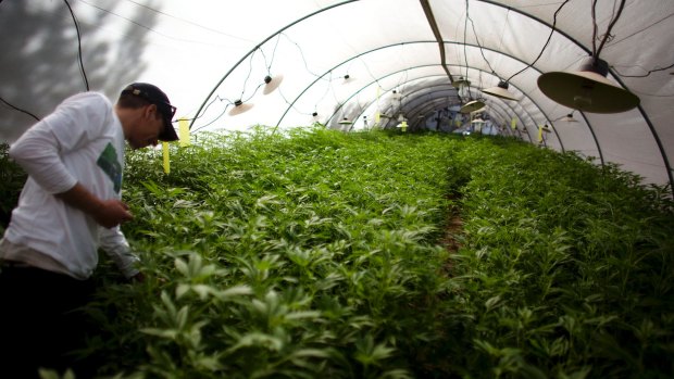 A government facility for growing medical marijuana in Israel.