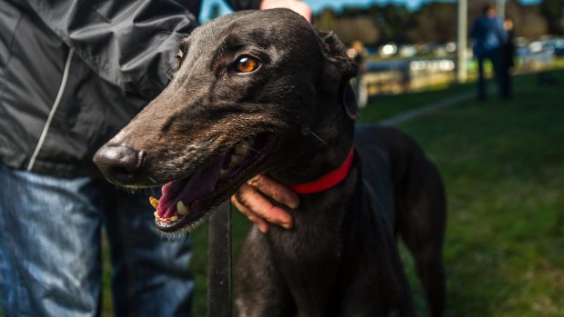 The Canberra greyhound industry says it will knock back a $1 million transition offer from the ACT government and will fight the ban in court.