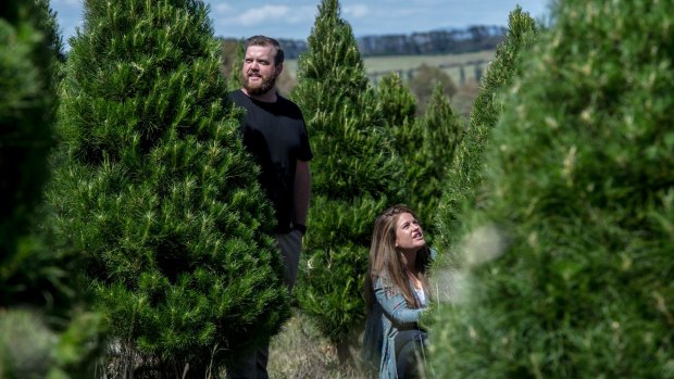 Damsel & Sprout's Craig Ebeling and Ashleigh Gleeson selecting some of the 65 Christmas trees heading to Glebe Park for a new Christmas event.